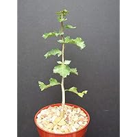 Amazon.co.jp: 【種子】Commiphora campestris var. Campestris